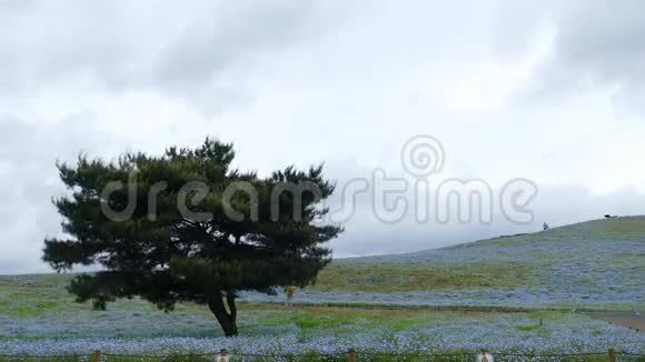春日日立海滨公园日本野崎蓝天视频的预览图