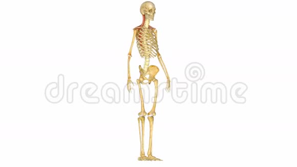 人体肌肉骨骼系统视频的预览图