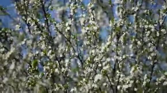 苹果树春天白花视频的预览图
