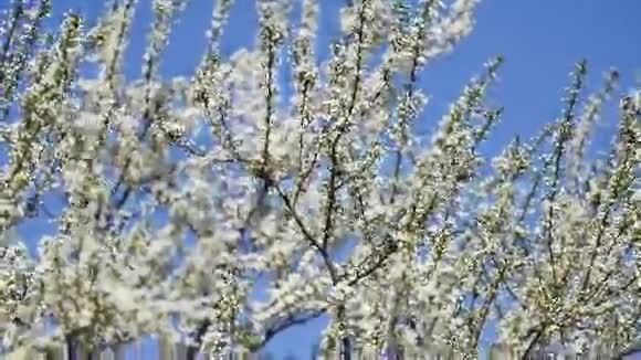 苹果树春天白花视频的预览图