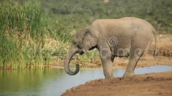 非洲象饮水视频的预览图