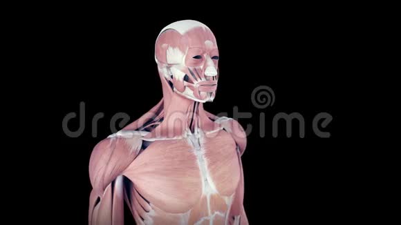 人体肌肉系统视频的预览图
