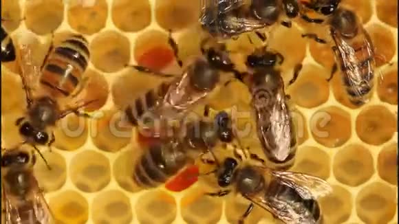 蜜蜂把花蜜转化为蜂蜜视频的预览图