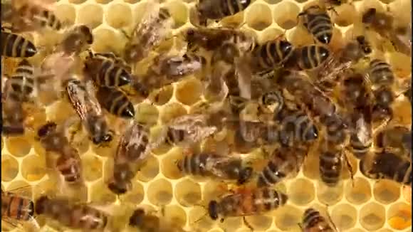 蜜蜂把花蜜转化为蜂蜜视频的预览图
