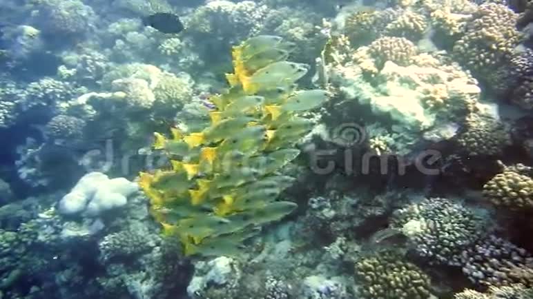 五颜六色的珊瑚礁一群鱼视频的预览图