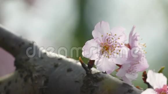 樱花台湾樱花美丽的粉色花朵视频的预览图