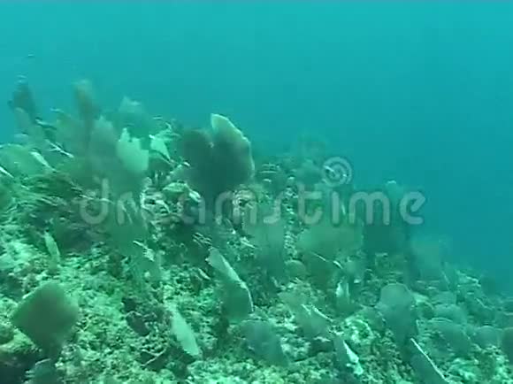 水下潜水视频海利夫海洋视频的预览图
