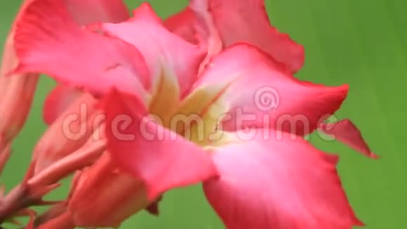 绿色背景上的粉红色花视频的预览图