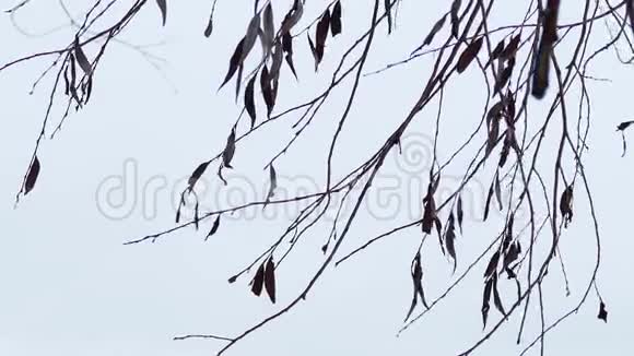 白色背景性质的干树枝视频的预览图