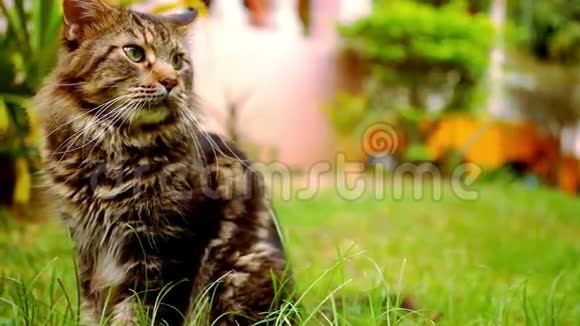 缅因州考恩黑猫与绿眼坐视频的预览图