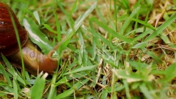 草地上爬行和进食蜗牛的特写视频的预览图