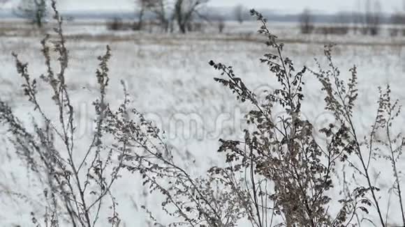 旱田草雪冬自然景观视频的预览图