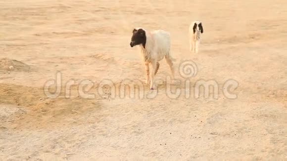 印度拉贾斯坦沙漠山羊视频的预览图