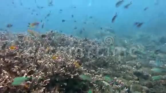 海洋生物和鱼类的珊瑚礁视频的预览图