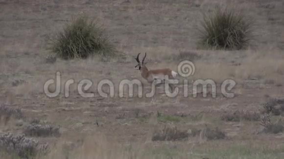 长角羚羊巴克站立视频的预览图