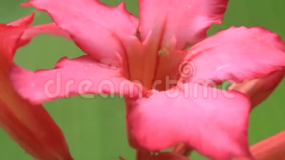 绿色背景上的粉红色花视频的预览图