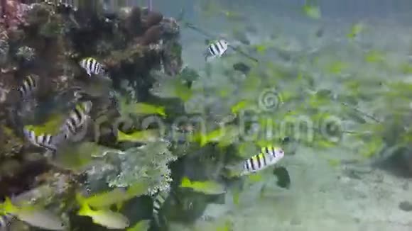 活跃在珊瑚礁与海洋生物和鱼群巴厘岛视频的预览图