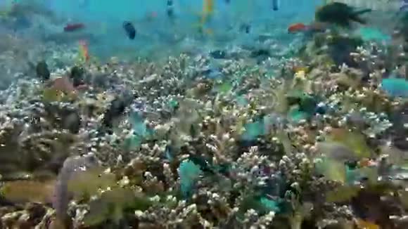活跃在珊瑚礁与海洋生物和鱼群巴厘岛视频的预览图