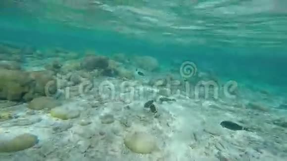 马尔代夫岛附近的异国海洋生物视频的预览图