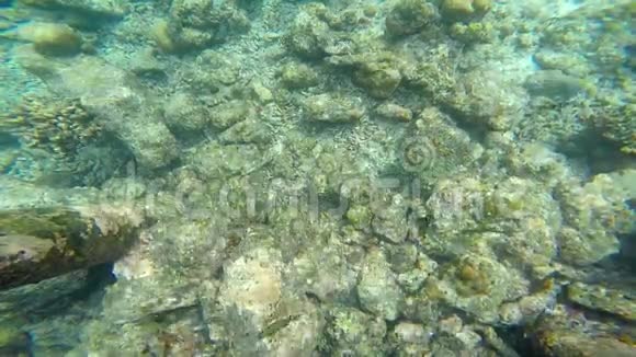 马尔代夫岛附近的异国海洋生物视频的预览图