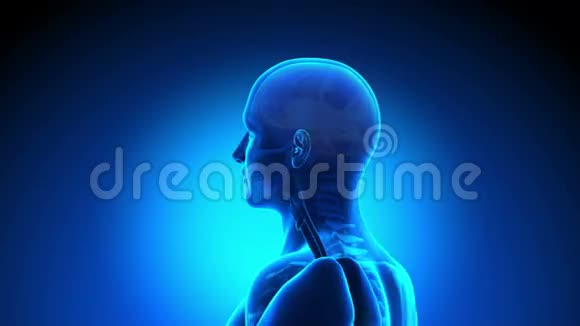 男性解剖人脑视频的预览图