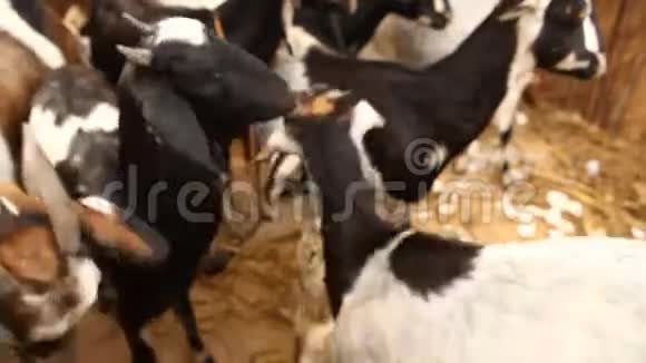 农村地区的山羊视频的预览图