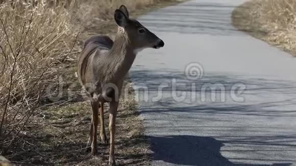 小路上的一只母鹿视频的预览图