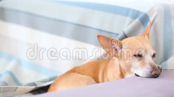 红发小狗在沙发上睡着了可爱的狗在等房子的主人很无聊一只疲惫的狗视频的预览图