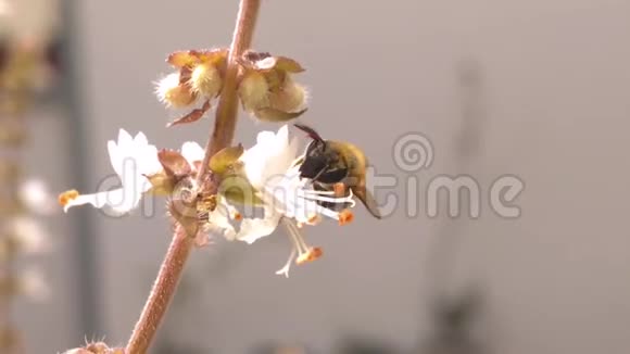 无刺蜜蜂视频的预览图