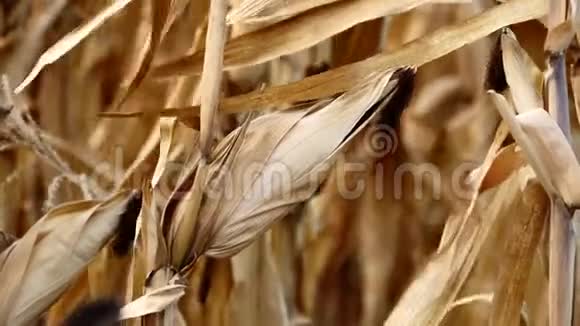 准备收割的玉米田视频的预览图