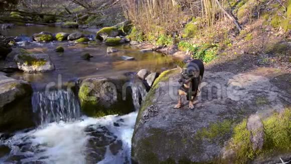 森林溪流森林中的狗视频的预览图