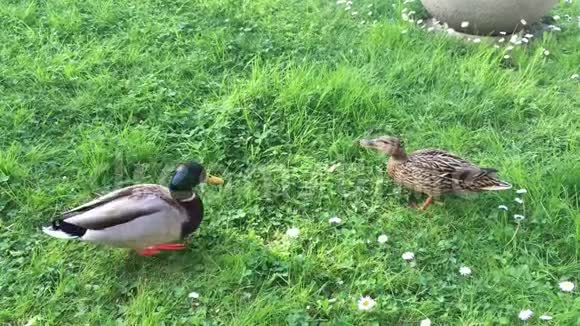 草地上的鸭子视频的预览图