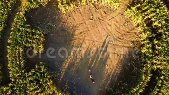 玉米迷宫从无人机4K视频的预览图