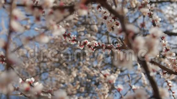 开花的樱桃树视频的预览图