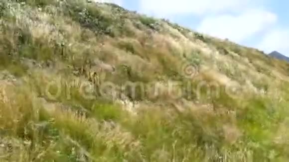 一阵强风正在动山中的草视频的位置是意大利山脉视频的预览图