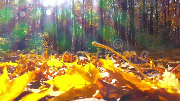 秋季公园实时视频的预览图