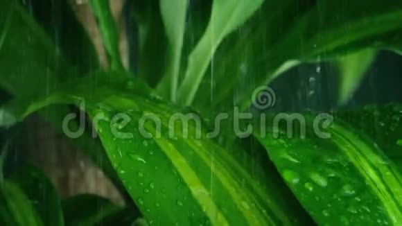 在丛林植物上下雨视频的预览图