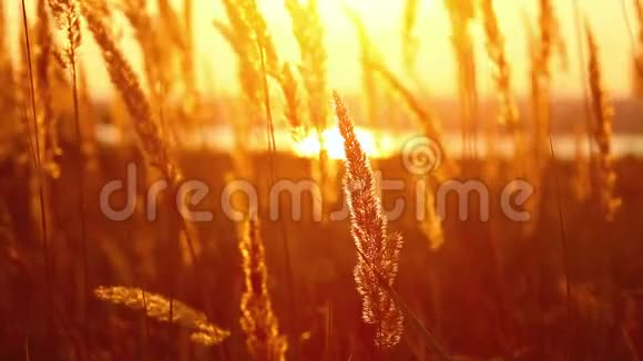 小麦在黎明时实时视频的预览图