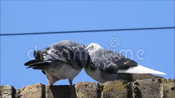 英国鸽子鸽子鸟鸟宠物动物野生动物害虫城市栖息筑巢栖息视频的预览图