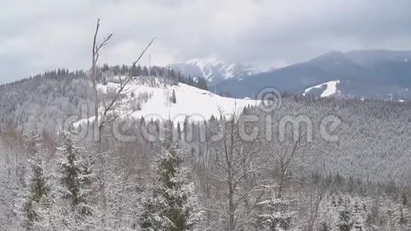 森林覆盖着霜冻视频的预览图