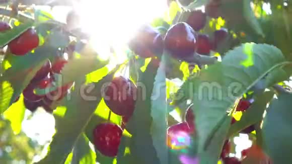 樱桃和太阳光视频的预览图