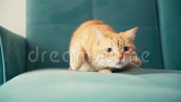 一只有趣的姜猫的肖像视频的预览图