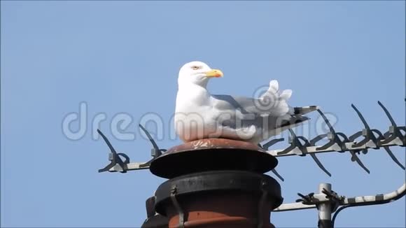 城市海鸥单鸟筑巢海鸥鸟空中屋顶城市屋顶建筑电视海鸥海鸥视频的预览图