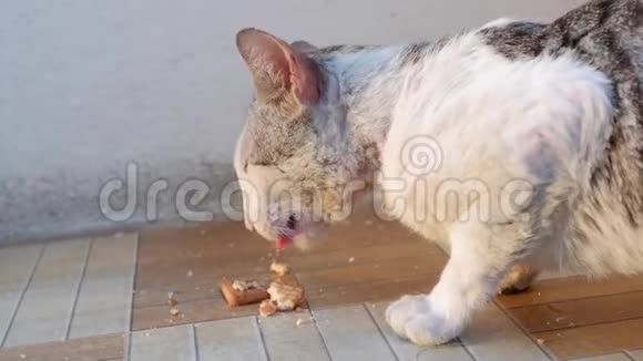 猫吃饼干食物视频的预览图