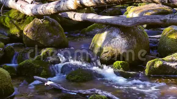 大自然的森林在春天的时候流过石头的流水视频的预览图