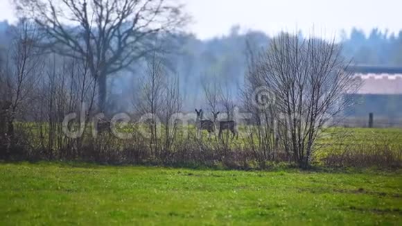 一群鹿在大自然的田野上视频的预览图