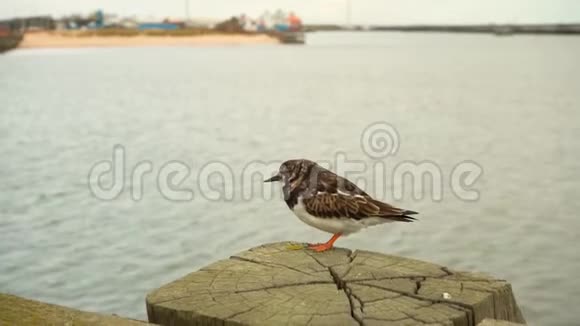 海上码头上的沙漏海上木制码头上的一只小鸟视频的预览图