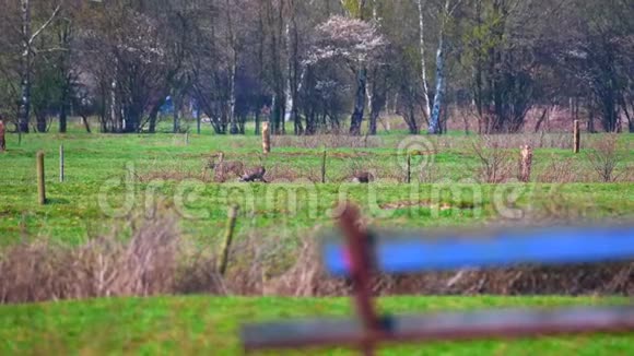 一群鹿在大自然的田野上视频的预览图