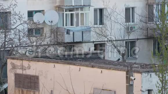 鸽子在旧屋顶上行走视频的预览图