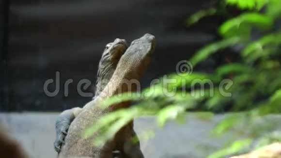科莫多岛上的科莫多龙科莫多国家公园印度尼西亚视频的预览图